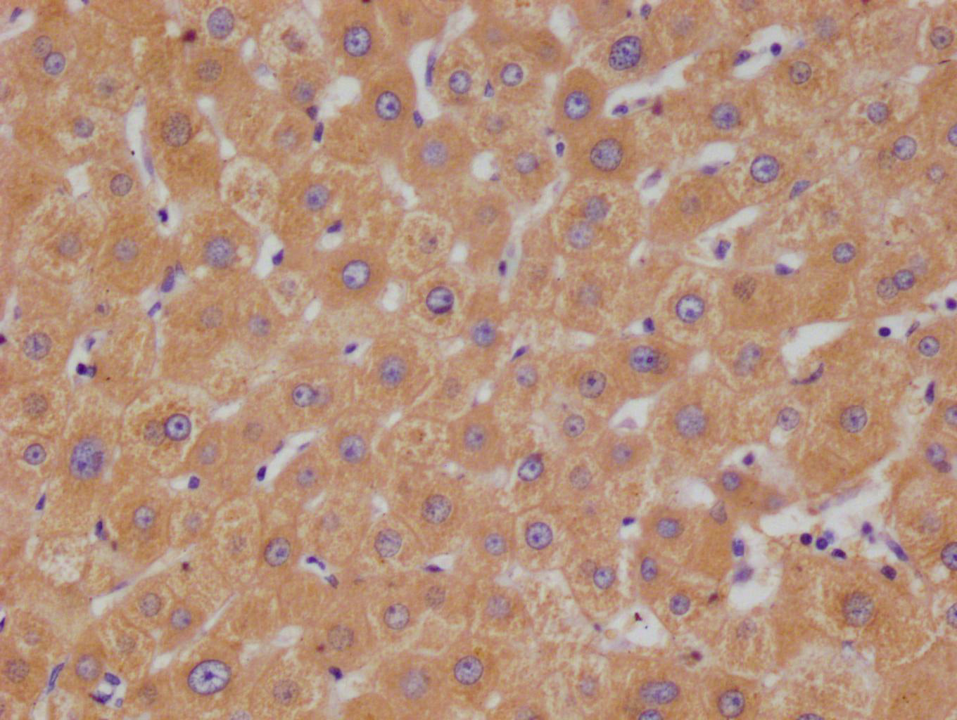 HGD Antibody