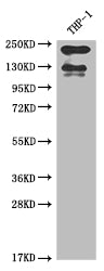 ITGAL Antibody