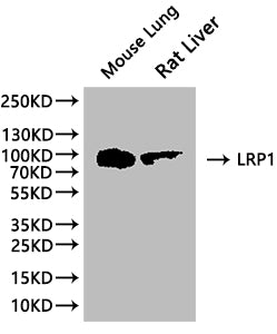 LRP1 Recombinant Monoclonal Antibody