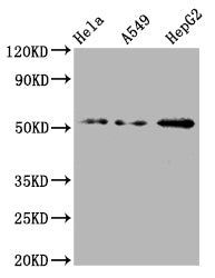 CD47 Antibody