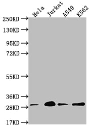 YWHAG Antibody