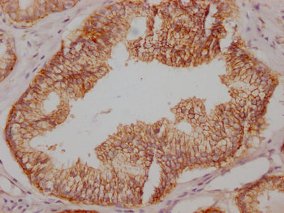 SNAP23 Antibody