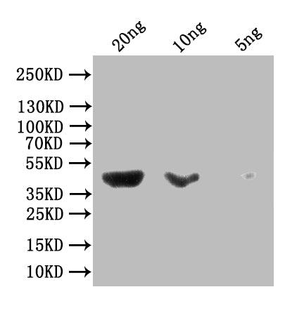 malE Recombinant Monoclonal Antibody