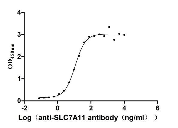SLC7A11 Recombinant Monoclonal Antibody