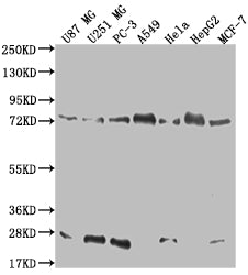 CAPN2 Antibody