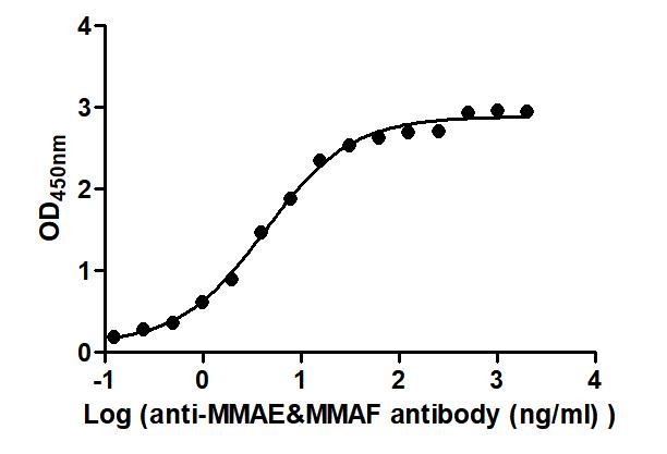 MMAE&MMAF Recombinant Monoclonal Antibody