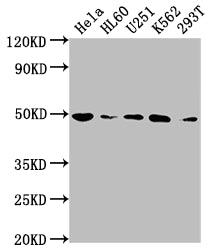 HDAC3 Antibody