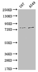SLC25A12 Antibody