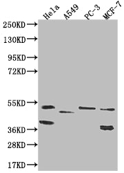 PLEKHA1 Antibody
