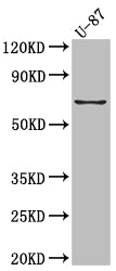 PTGS2 Antibody
