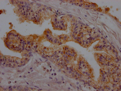 DPP4 Antibody