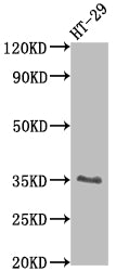 EPCAM Antibody