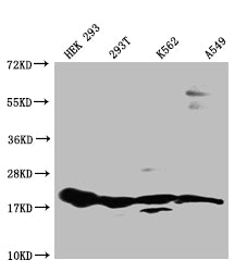 RPS19 Antibody