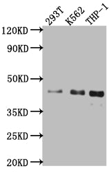 ISL1 Antibody
