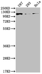 FGFR3 Antibody