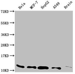 TXN Antibody
