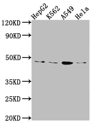 CD274 Antibody
