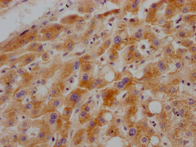 GHR Antibody