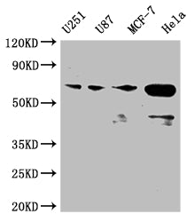 STK3 Antibody