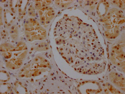 SYNCRIP Antibody