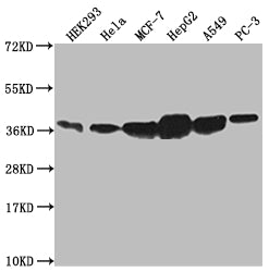 ANXA2 Antibody