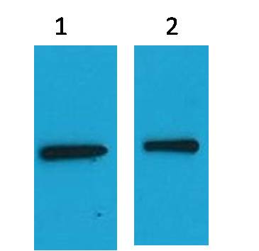 EYFP-Tag Mouse pAb