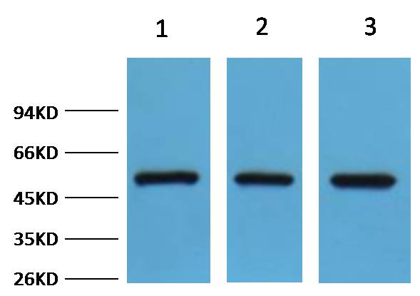 FH/Fumarase Rabbit pAb