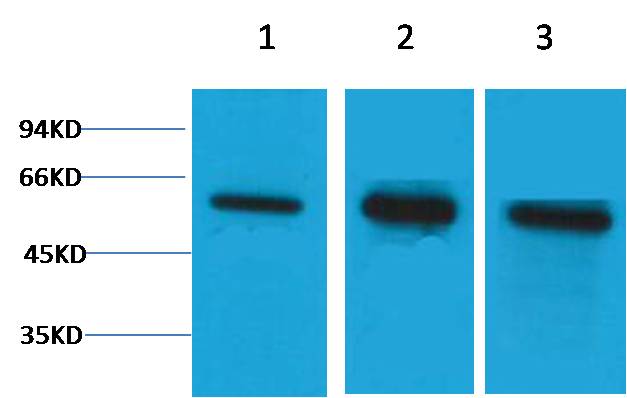 β Tubulin Rabbit pAb