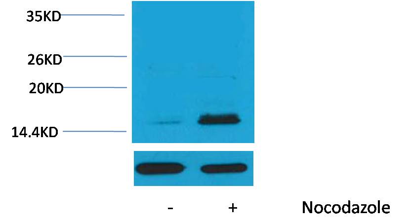 Histone H3(Phospho Thr32 ) Rabbit pAb