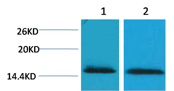 Histone H2B(Tri Methyl Lys43) Rabbit pAb