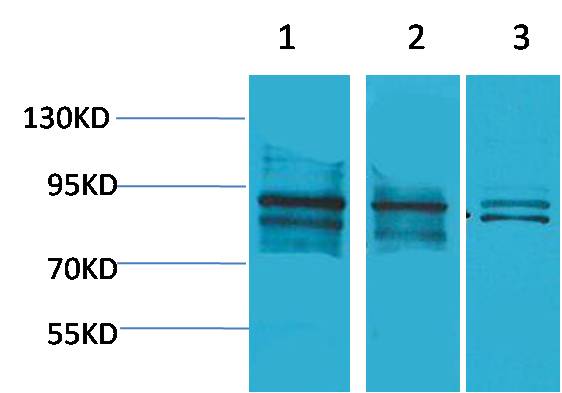 HIF-1β/ARNT Rabbit pAb