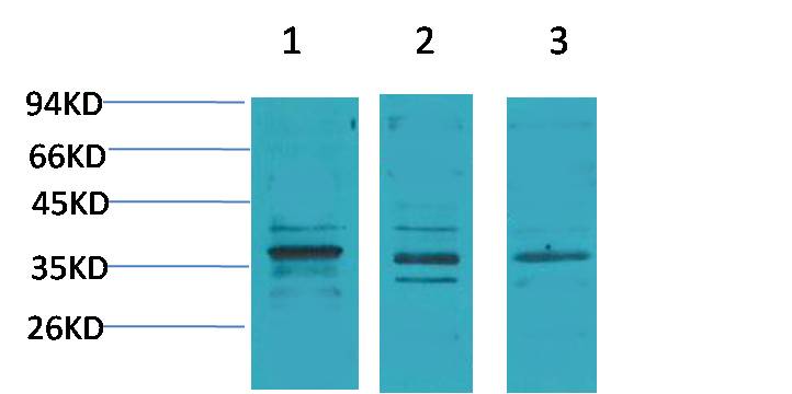 Cav γ2 Rabbit pAb
