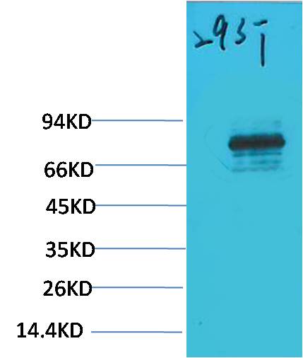 STAT3 Rabbit pAb
