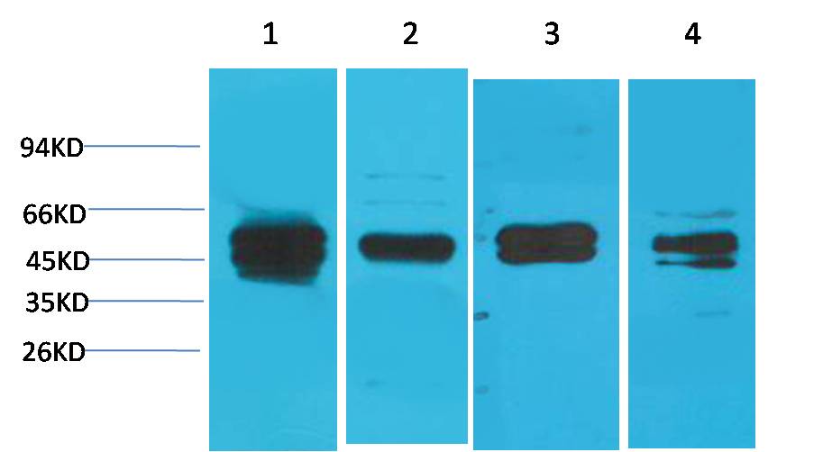 Cyclin B1 Rabbit pAb