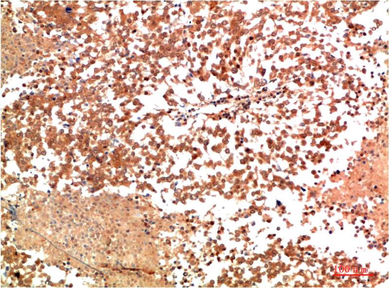 HSP90α Rabbit pAb