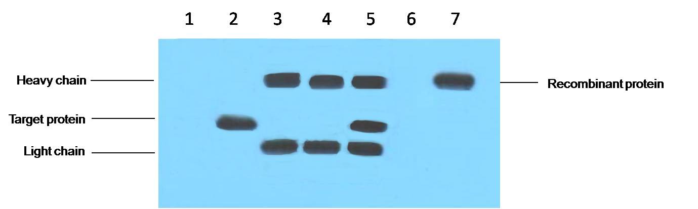 VSV-G-Tag Mouse mAb