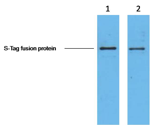 S-Tag Mouse mAb