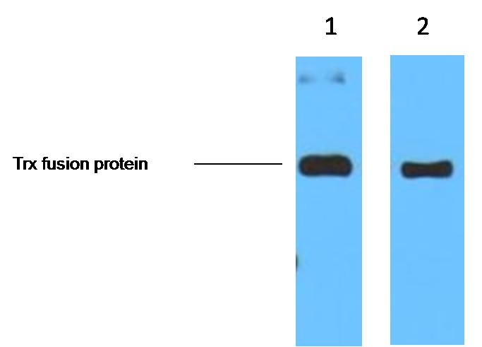 Trx-Tag Mouse mAb