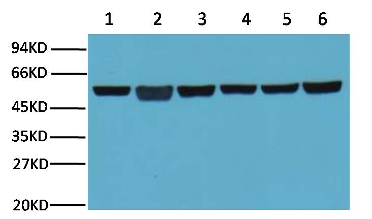 β-Tubulin Mouse mAb