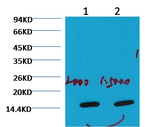 COX IV Mouse mAb
