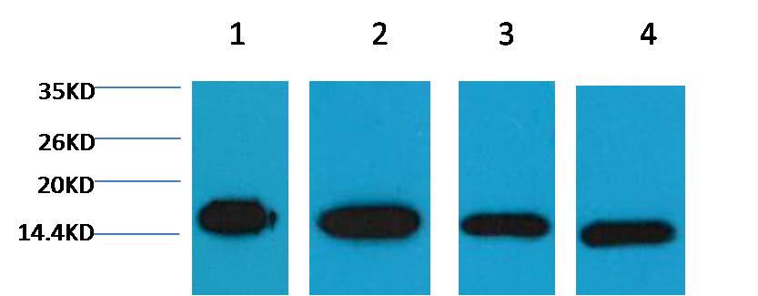 Histone H3 Mouse mAb