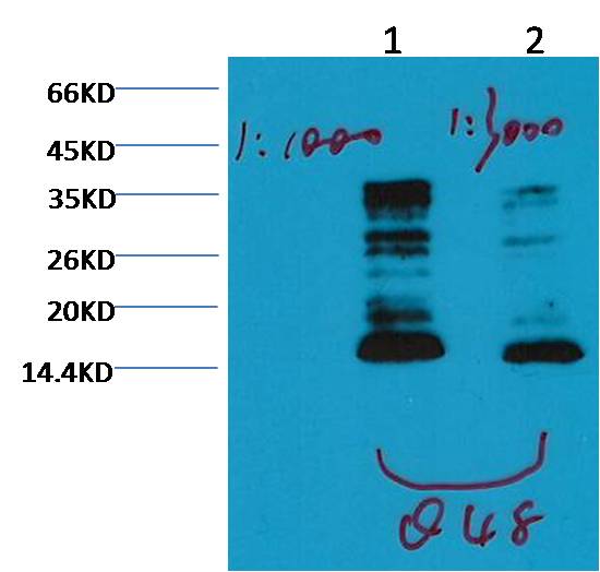 Histone H3(mono methyl K79) Mouse mAb
