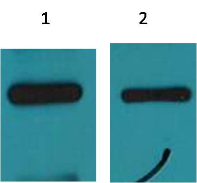c-Myc-Tag Mouse mAb