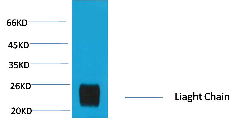 Rabbit IgG(Light Chain Specific) Mouse mAb