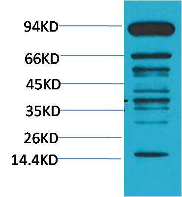 Pan Methylated Lysine Mouse mAb