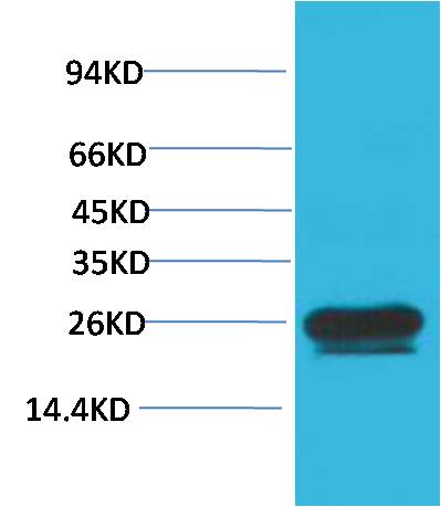 HSP27 Mouse mAb