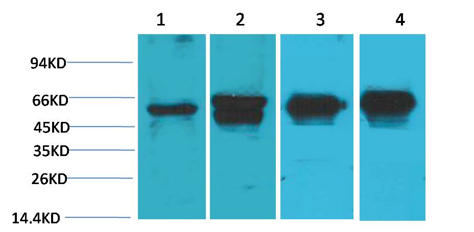 c-Fos Mouse mAb