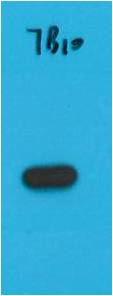 S1-Tag Mouse mAb