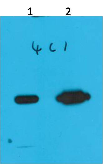 Nano-Tag9 Mouse mAb