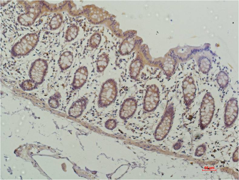 HDAC1 (4E1) Mouse mAb